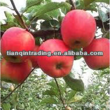 Oferta 2012 china barato maçã